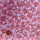 Flower Beds EQS Fabric | FLOW-01FLESH | Half Metre Units