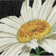 Thea Gouverneur Cross Stitch Kit Aida 15 x 14cm (6 x 5.5") | Marguerite 490 - Main Image