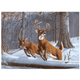 Royal & Langnickel | Painting by Numbers | A3 Kits | White Tails