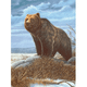 Royal & Langnickel | Painting by Numbers | A3 Kits | Grizzly Bear