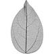 Black Skeleton Leaf