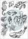Ocean Tale | Clare Therese Gray | Craft Consortium | Stamp Set | Sea Life