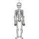 Glow in the Dark, Hanging Skeleton Decoration | 120cm | Creativ Company