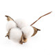 Cotton Plant Buds on Wire | 2pcs | Occasions