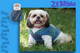 Adriafil Dog Jacket / Jumper Knitting Pattern Booklet with 4 Knitting Designs | Adriafil Unicol, Zebrino, Mirage & Knitcol