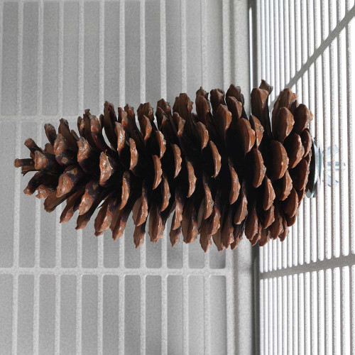 Pine Cone Perch and Party Fun Foraging Parrot Perch 6
