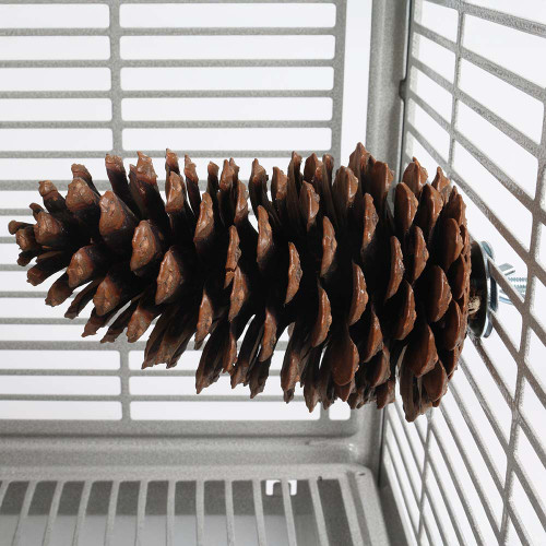 Pine Cone Perch and Party Fun Foraging Parrot Perch 1