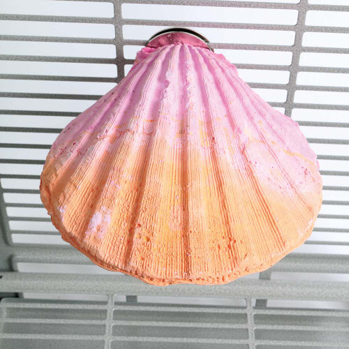 Edible Calcium Clam Parrot Perch - Large