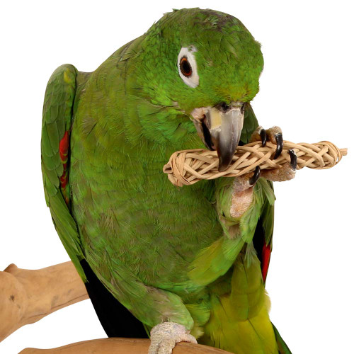 Natural Chews for Parrots - Pack of 6
