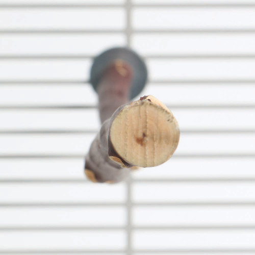 Manzanita Perch 18"(45cm) - Medium - Natural Parrot Perch