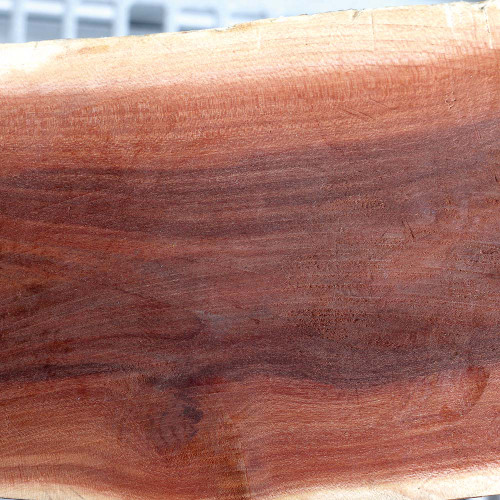 Manzanita Flat Parrot Perch - Small