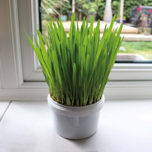 Parrot Cafe Organic Oat Grass Parrot Treat - Grow Your Own