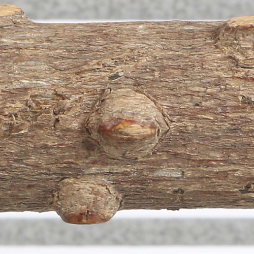 Pepper Wood Natural Parrot Perch - Small