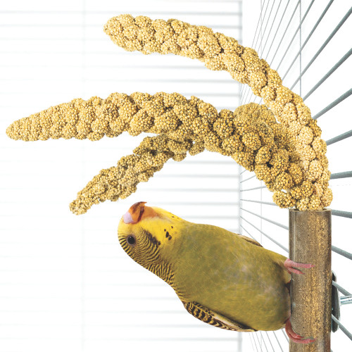 Grass and Millet Treat Holder for Parrot Cages