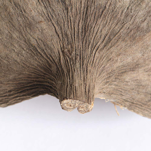 Buddha Nut Shell Chew Natural Parrot Toy