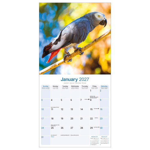 2027 African Grey Parrot Calendar - Full Colour - 16 Month - Starts September 2026 1