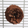 Pine Cone Perch and Party Fun Foraging Parrot Perch 3
