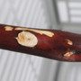 Manzanita Perch 18"(45cm) - Medium - Natural Parrot Perch