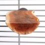 Manzanita Flat Parrot Perch - Small