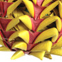 Pineapple Pinata Medium Natural Woven Palm Leaf Parrot Toy 5