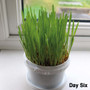 Parrot Cafe Organic Oat Grass Parrot Treat - Grow Your Own