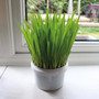 Parrot Cafe Organic Oat Grass Parrot Treat - Grow Your Own