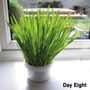 Parrot Cafe Organic Oat Grass Parrot Treat - Grow Your Own