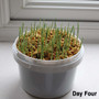 Parrot Cafe Organic Oat Grass Parrot Treat - Grow Your Own
