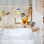 Extra Small Java Multibranch Natural Parrot Perch