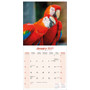 2027 Macaw Parrot Calendar - Full Colour - 16 Month - Starts September 2026 2