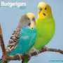2027 Budgie Parrot Calendar - Full Colour - 16 Month - Starts September 2026