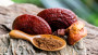 Reishi Mushroom Powder