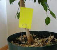 Sticky Cards - 50 / Pack