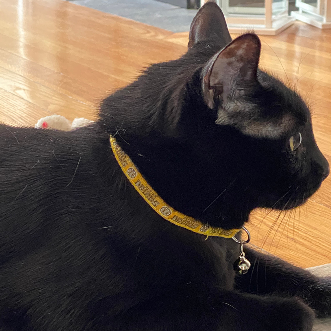 Nhl Boston Bruins Cat Collar : Target