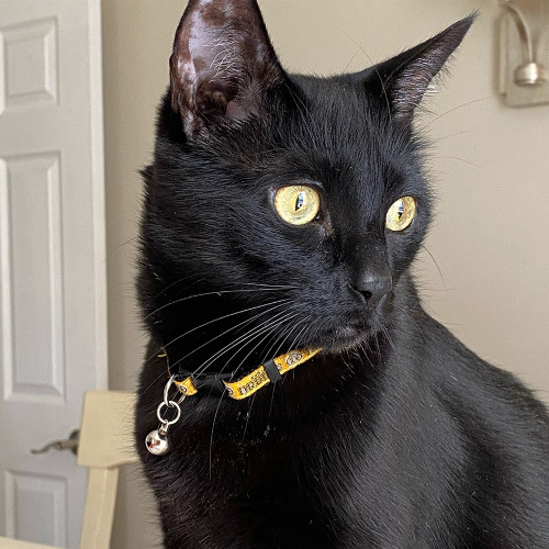 bruins cat collar