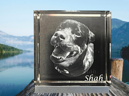 Shah the Rotty Shah the Rotty