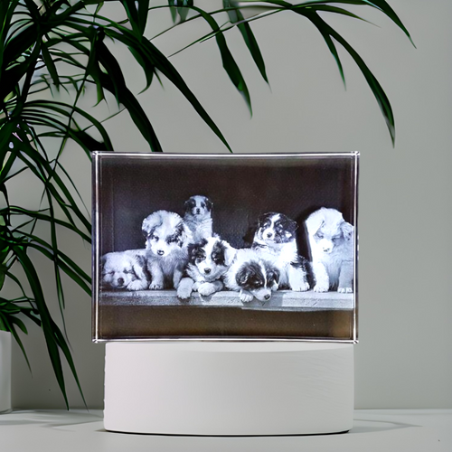 Six bundles of mischief in a photo frame Six bundles of mischief in a photo frame