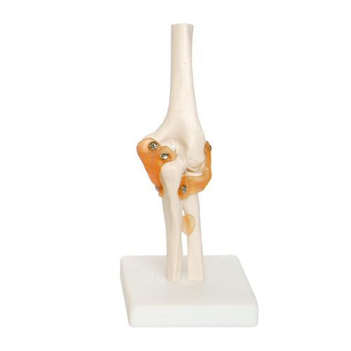 66fit Elbow Joint Anatomical Model 