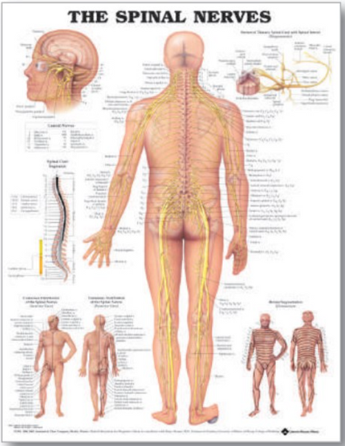 Anatomy Chart Portable Stand