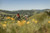 2026 Marin Bolinas Ridge 2 image 5