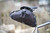 2025-silca-grinta-roll-top-bag  2 2025-silca-grinta-roll-top-bag  2