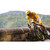 2027 Enve SES Aero Pro One-Piece Handlebar - Custom / Us Made image 7