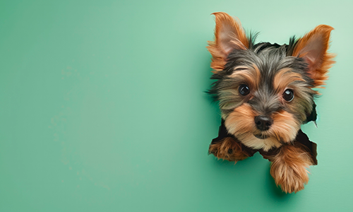 imagen de veterinaria