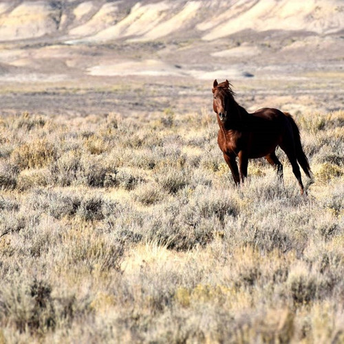 Desert Wild  -Print 8x8 by Leslie Le Coq