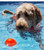Ruff Dawg™ Ball