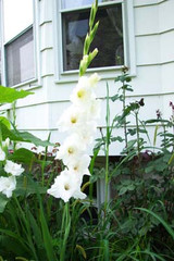 Flower of the Month August Flower of the Month August