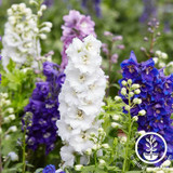 Flowers of the Month July Flowers of the Month July