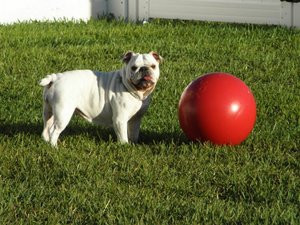 jolly pets push and play