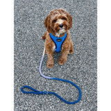 Dog Rope Leash - Ombre Blue