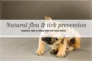 Flea & Tick
